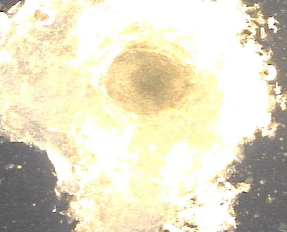c4bb9221ecefeff58323414d4af1ce40_1742283422_8813.png