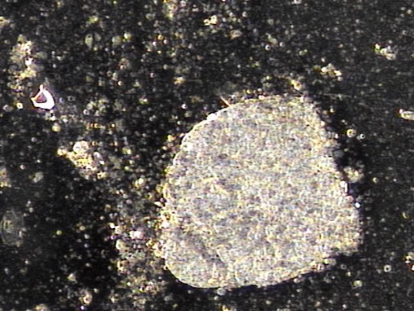 e6dcaa12becdb327a833203f753d2435_1742273695_4757.png