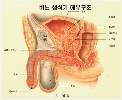 비뇨 생식기 해부구조